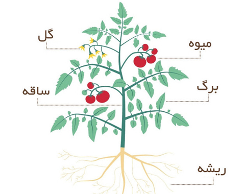 بکارید و ببینید – کلاس سوم 2